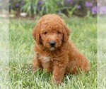 Image preview for Ad Listing. Nickname: Flynn