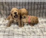 Small Photo #20 Goldendoodle Puppy For Sale in SUGAR LAND, TX, USA