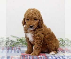 Goldendoodle Puppy for sale in EAST EARL, PA, USA