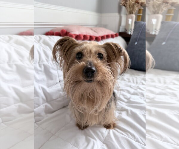 Medium Photo #2 Mutt Puppy For Sale in Allentown,, PA, USA