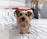 Small #1 Mutt