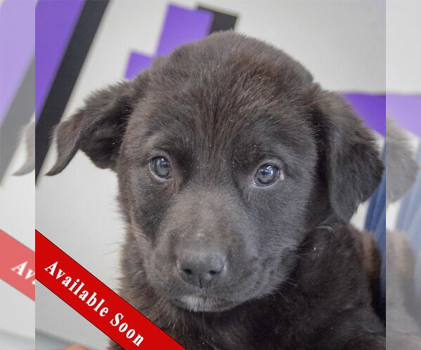 Medium Photo #1 Golden Retriever-Unknown Mix Puppy For Sale in Huntley, IL, USA