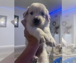 Small #5 Golden Retriever