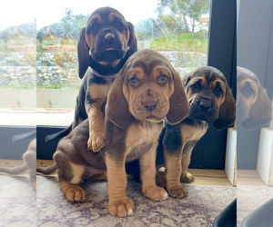 Bloodhound Puppy for Sale in SOQUEL, California USA