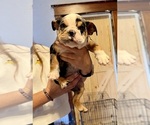 Puppy Skittles Bulldog