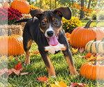 Flicker - Female Doxle Dog for Adoption - Small photo