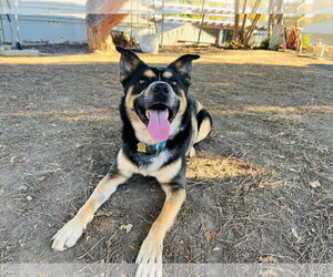 Bowser - Male Australian Shepherd-German Shepherd Dog Mix Dog for Adoption - Photo #4