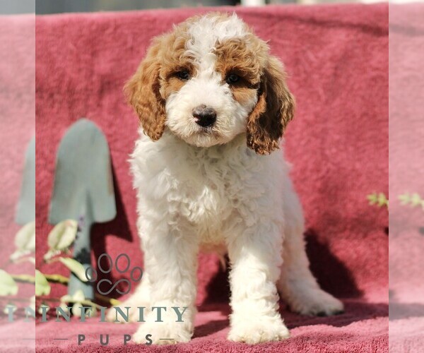 Medium Photo #4 Goldendoodle (Miniature) Puppy For Sale in EPHRATA, PA, USA