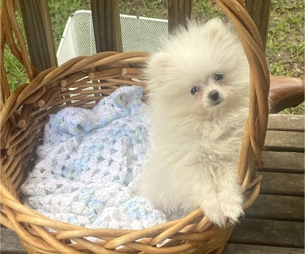 Medium Photo #1 Pomeranian Puppy For Sale in CASTLE HAYNE, NC, USA