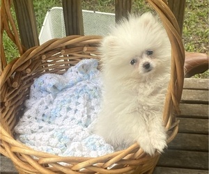 Pomeranian Puppy for sale in CASTLE HAYNE, NC, USA