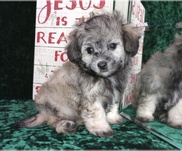 Medium Photo #7 Maltipoo Puppy For Sale in MOMEYER, NC, USA