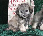 Small Photo #7 Maltipoo Puppy For Sale in MOMEYER, NC, USA