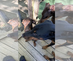 Puppy 1 - Female Doberman Pinscher Puppy for Sale - Photo #3