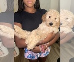 Puppy Macey Goldendoodle