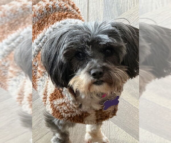 Medium Photo #1 Shih Tzu Puppy For Sale in East Derry, NH, USA