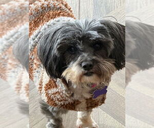 Shih Tzu Dogs for adoption in East Derry, NH, USA