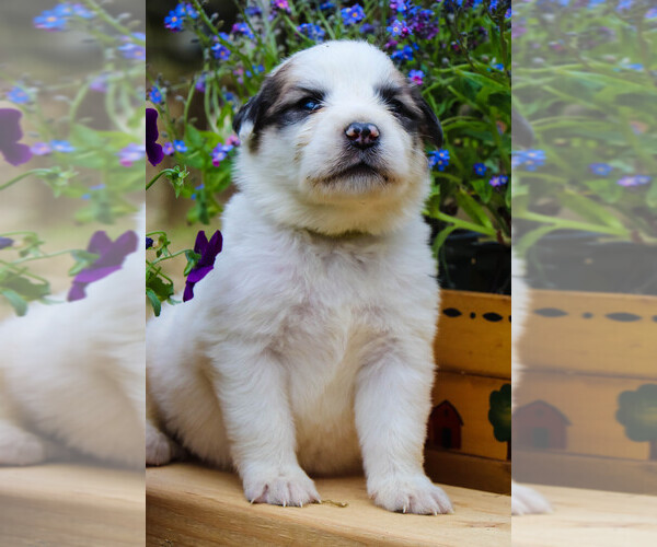 Medium Photo #17 Great Pyrenees Puppy For Sale in TOWNSEND, MA, USA