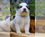 Small Photo #17 Great Pyrenees Puppy For Sale in TOWNSEND, MA, USA