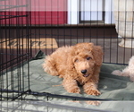 Small #1 Goldendoodle