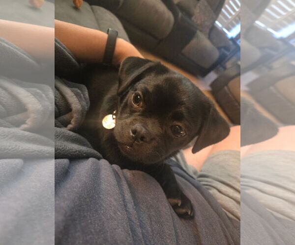 Medium Photo #2 Pug-Unknown Mix Puppy For Sale in Davis, CA, USA