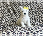 Small #3 West Highland White Terrier