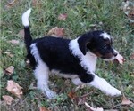 Small #1 Miniature Bernedoodle