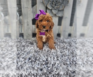 Poodle (Miniature) Puppy for sale in INDIANAPOLIS, IN, USA