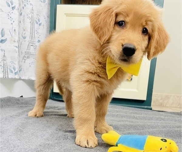 Medium Photo #1 Golden Retriever Puppy For Sale in BAKERSFIELD, CA, USA