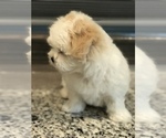 Small Photo #4 Zuchon Puppy For Sale in PEMBROKE, KY, USA