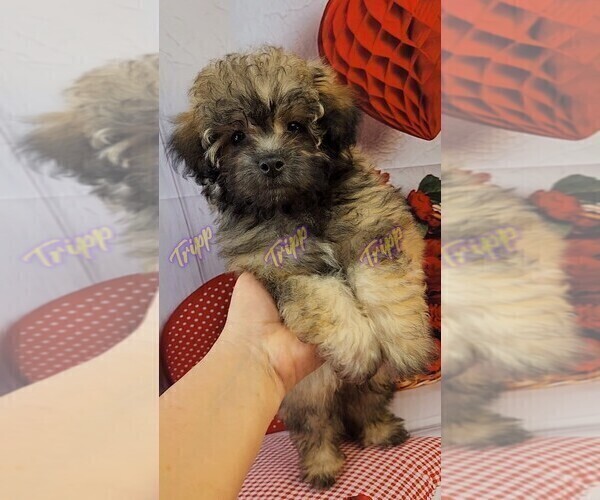 Medium Photo #1 Poovanese Puppy For Sale in TECUMSEH, MI, USA
