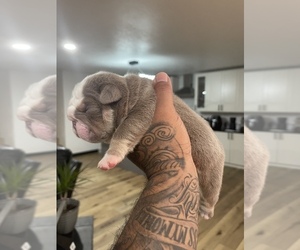 English Bulldog Puppy for sale in SIOUX CITY, IA, USA