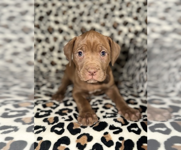 Medium Photo #14 American Pit Bull Terrier Puppy For Sale in DETROIT, MI, USA