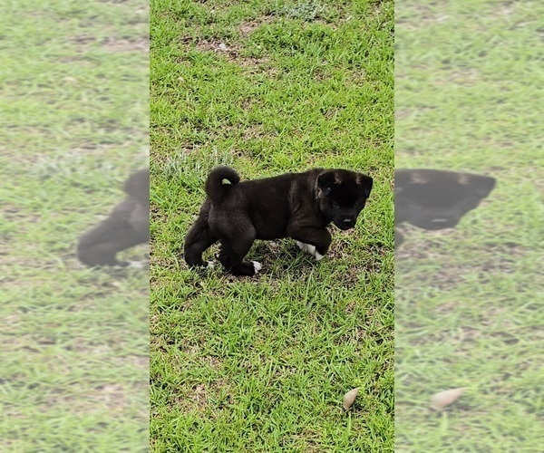 Medium Photo #4 Akita Puppy For Sale in MANNING, SC, USA