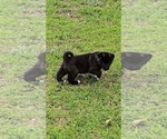 Small #3 Akita