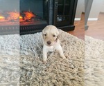 Small Photo #5 Goldendoodle Puppy For Sale in STILLMAN VALLEY, IL, USA