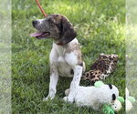 Small #3 Beagle