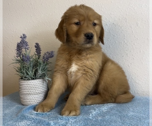 Medium Photo #2 Golden Retriever Puppy For Sale in FRANKLIN, IN, USA