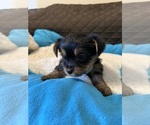 Puppy Prince Yorkshire Terrier