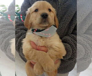 Golden Retriever Dogs for adoption in Grovertown, IN, USA