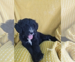 Bernedoodle Puppy for sale in EPHRATA, PA, USA