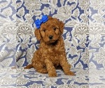 Small Goldendoodle-Poodle (Toy) Mix