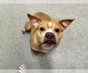 Boxador Dogs for adoption in Fort Collins, CO, USA