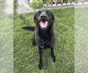 Labrador Retriever-Unknown Mix Dogs for adoption in Sandy, UT, USA
