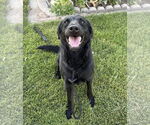 Small Labrador Retriever Mix