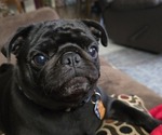 Small Photo #1 Pug Puppy For Sale in WAUKEE, IA, USA