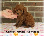 Small #1 Cock-A-Poo