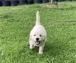 Small Photo #3 English Cream Golden Retriever Puppy For Sale in BELLWOOD, PA, USA