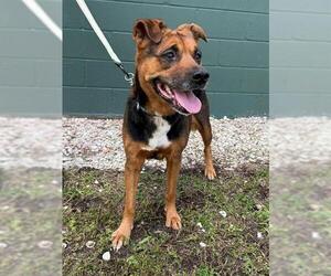 Gerberian Shepsky Dogs for adoption in Naples, FL, USA