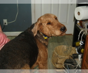 Father of the Airedale Terrier puppies born on 01/22/2026