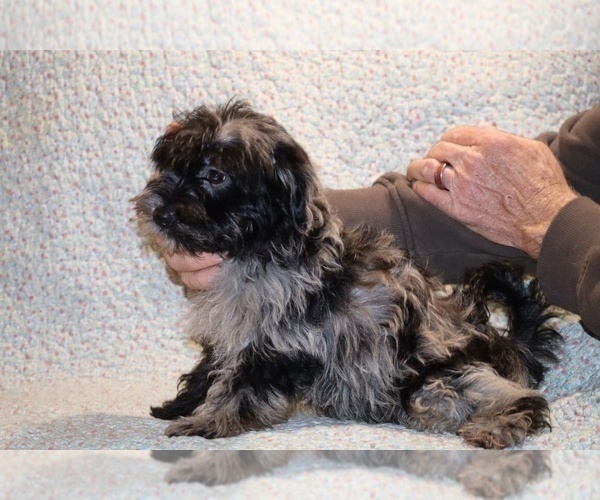 Medium Photo #11 Yorkiepoo mix (+ Poodle Toy) Puppy For Sale in DYERSBURG, TN, USA